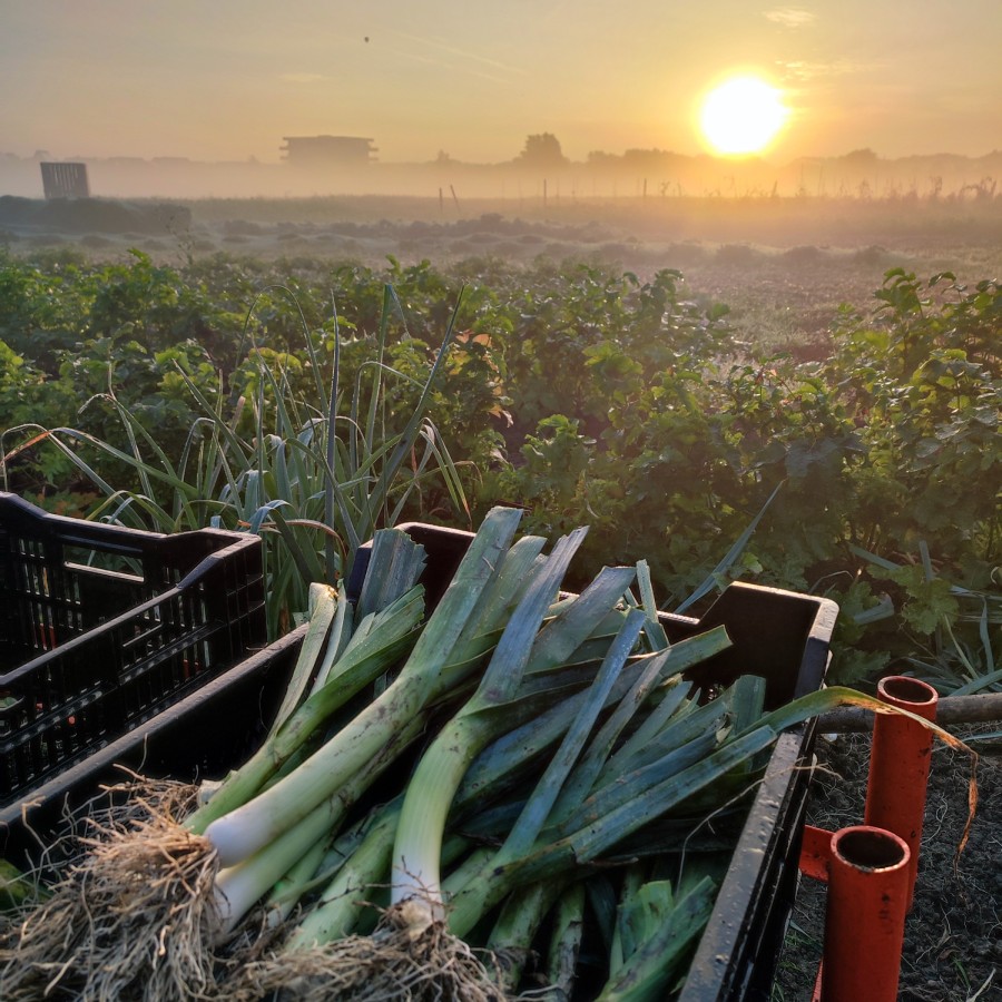 Prei Middelburg onbespoten