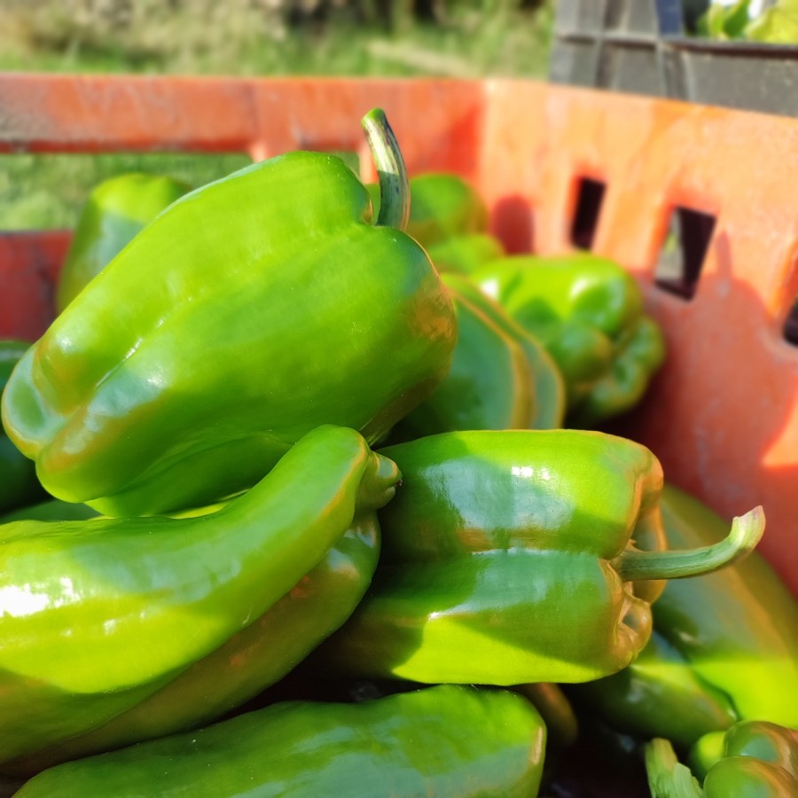 - file://MbBKVB00CDuX1Erx